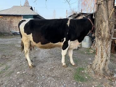 щенки стаффордширского терьера купить: Продаю | Корова (самка) | Голштин | Для молока — 10