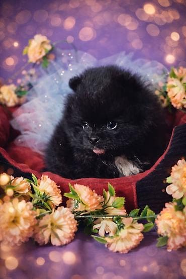 сколько стоит пекинес: Шпиц мини микро, в карман(померанского типа) под бронирование - — 2