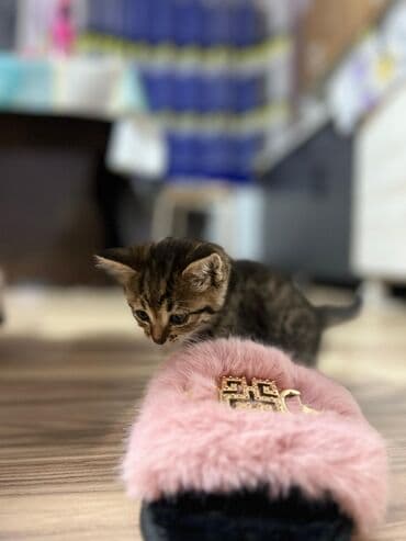 вислоухая кошка сколько стоит: Очаровательные котята серого окраса (табби) с выразительными глазами и — 7