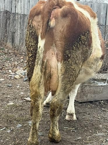 Услуги ветеринара: Продаю | Корова (самка) | Для молока — 3