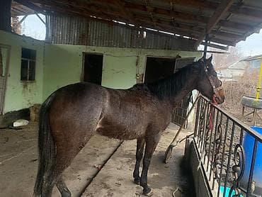 лошади для кок бору: Продаю | Конь (самец) | Полукровка | Рабочий — 1