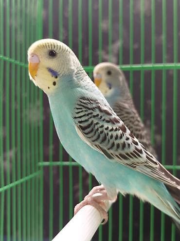инкубационный яйцо бройлера: Ассаламу алейкум Папугайлар пара🩵💙🦜 сатылат! Клеткасы+корм менен✅ — 1