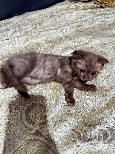 котенок скотиш фолд: Шотландские вислоухие котята (Scottish Fold) - Окрас: один бело-серый — 4