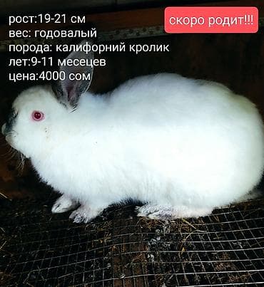 собака самец: Продаю | Кролик самец | Серый великан | Для разведения — 5
