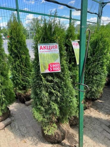 купить саженцы павловнии в бишкеке: Саженцы деревьев: Туи — 1