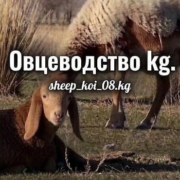 стоимость лошадей: Кошару сдаю в аренду. Пастбище отличные,просторные, Травостой очень — 6