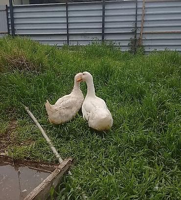 утка дикий: Домашние утки белой породы (2 продаю срочно головы) - Порода: белая — 4