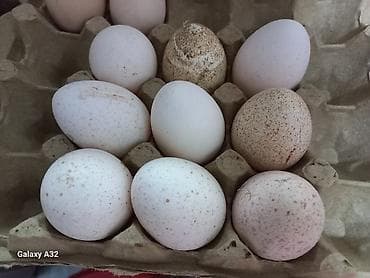 сыр козий: Индюшачьи яйца от домашних индюков - Натуральные яйца индейки из — 5