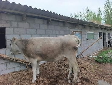 Животные: Продаю | Корова (самка) | Для молока — 3