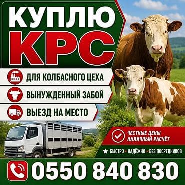 малёк рыбы: Колбасный цех : Коровы, быки, | На забой, на мясо — 1