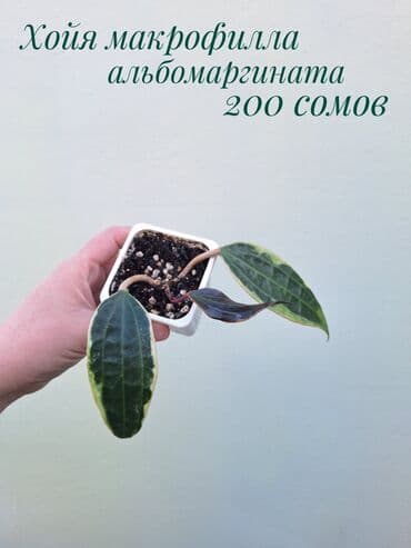 зеленое постельное белье: ● Комнатные растения (укоренённые черенки, молодые растения, взрослые — 24