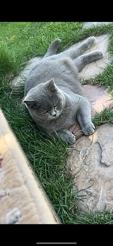 сколько стоит американская короткошёрстная кошка: Американская короткошёрстная, 1 год, Девочка, Голубой, С документами, Кастрирована, Приучена к лотку — 4