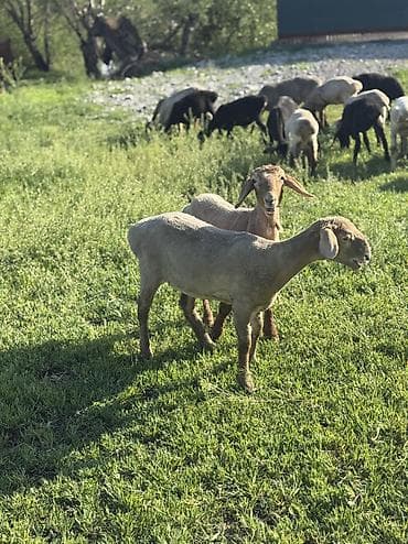 клетка для баранов: Продаю | Овца (самка), Ягненок, Баран (самец) | Гиссарская, Полукровка, Меринос | На забой, Для разведения, Для шерсти | Племенные, Кастрированные, Осеменитель — 8