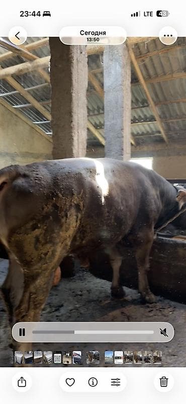 животные собаки: Продаю | Бык (самец) | Швицкая | На откорм | Привязанные — 9