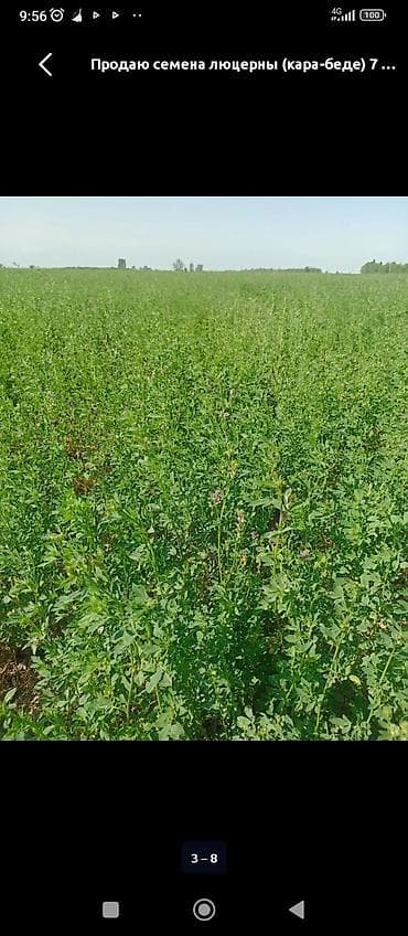 чёрный мед: БЕДЕ УРУК САТЫЛАТ! МЕСНЫЙ КАРА - БАЛТАныкы. ТАЗАЛАНГАН ПЕКТУС — 7