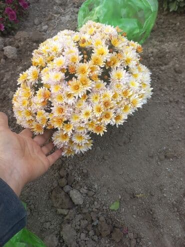 заправка газовых баллонов на дому бишкек: Рассада цветка: Хризантемы — 19