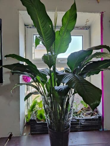 Домашнее растения: женское счастья