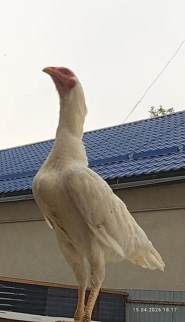 сколько стоит британские кошки: Продаю | Петух | Бойцовая | Для разведения — 8