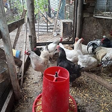 продаю инкубатор: Продаю | Куры | Домашняя | Для разведения, Несушки — 1