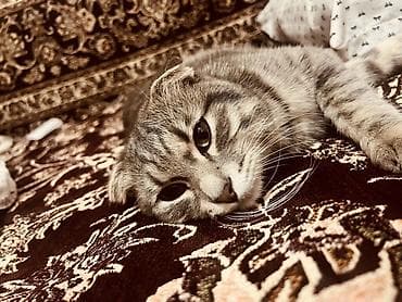 Кошки: Скотиш Фолд (Шотландская вислоухая), 11 месяцев, Мальчик, Серый, Приучена к лотку — 3