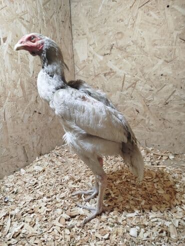 Собаки: Дакан ак жожо короз сатылат буту аксап жатат белый ношка белый кулуф — 2