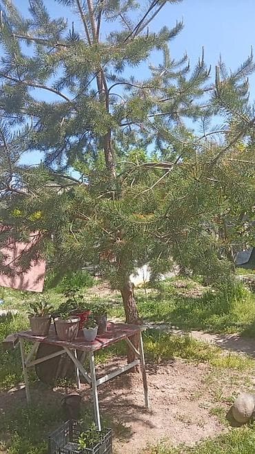 Сосна (великомерный экземпляр) для озеленения участка - Порода: сосна — 2