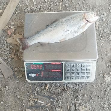 купить сары таш: Форель радужная, на дорост мальки цена 250 сом — 1