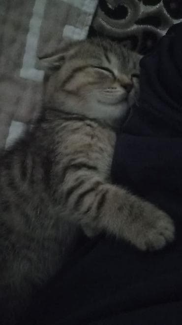 каракал кошка: Вислоухий котенок — 3