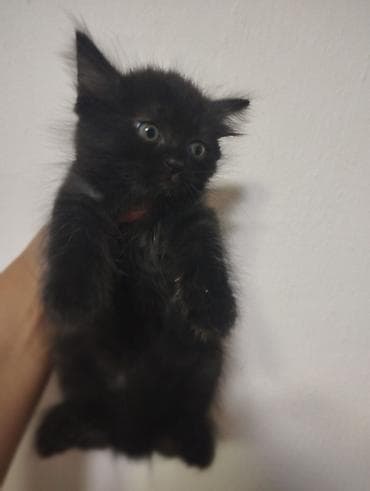 d cat: Отдам в хорошие руки Котята, помёт из нескольких малышей. - Окрас — 5