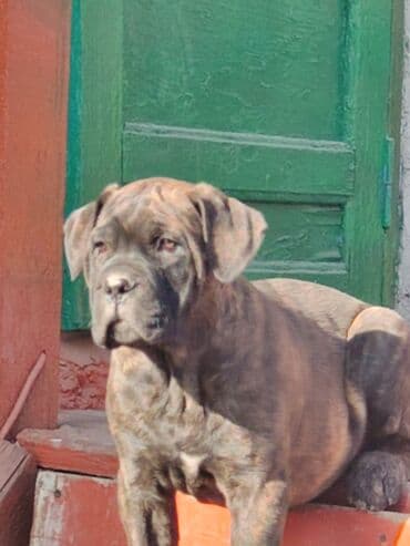 породистые собаки бесплатно: Кане-корсо, 2 месяца, Самец, С родословной, С прививкой — 2