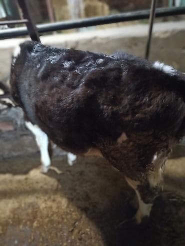 ишу карова: Продаю | Бык (самец) — 5