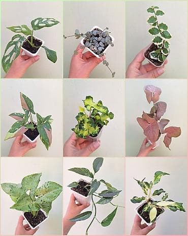 🌿 Комнатные цветы (укоренённые черенки/молодые растения/взрослые