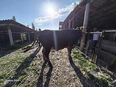 продам сельхоз животных: Продаю | Корова (самка) | Полукровка | Для молока | Племенные — 3