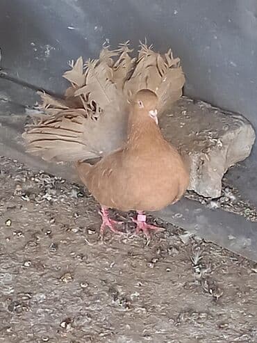 корм для форел: Декоративные голуби породы «павлиний голубь». - Окрас: редкие — 2