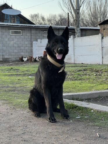 охотничье собаки: ВЯЗКА!!! Кобель немецкой овчарки ищет подругу для вязки. Чистокровный — 1