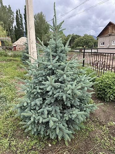 сеянцы голубой ели: Ель колючая (голубая ель, Picea pungens) — декоративные саженцы с — 4