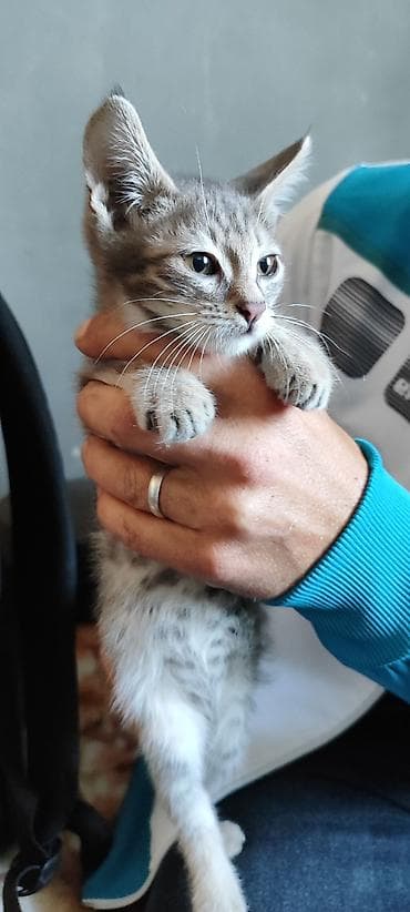 кошка манас: Беспородная, 2 месяца, Девочка, Серый, Приучена к лотку — 3
