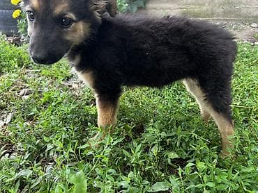 авчар: Собака даром: Овчарка, 2 месяца, Самка — 2