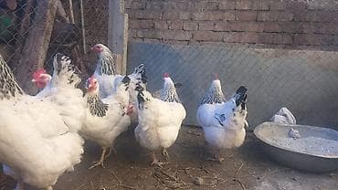 Продаю | Куры | Для разведения — 3