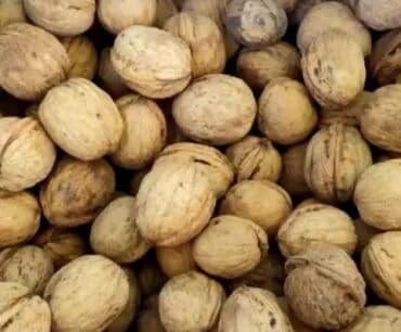 дрова фруктовые: Домашние грецкие орехи Село Беловодское — 1
