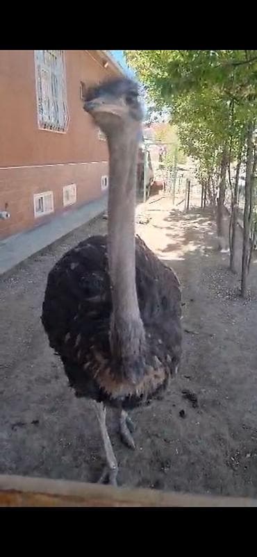 инкуб: Страус эму (живой) - Вид: эму (Dromaius novaehollandiae) — крупная — 2