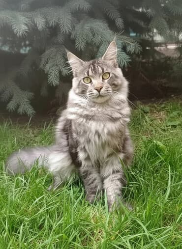 сколько стоит кошка породы мейн кун: Мейн-кун, 7 месяцев, Мальчик, С прививками, Приучена к лотку, Проглистована — 1