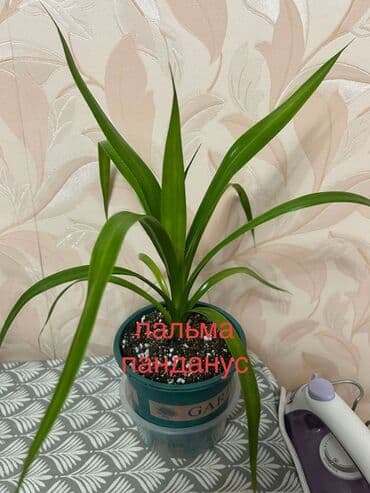 комнатные цветы купить бишкек: Комнатные фикусы в декоративных кашпо - Фикус эластика Tineke — 10