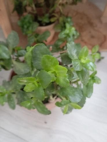 цветы комнатные: Домашние комнатные растения в горшках - Крупное — 2