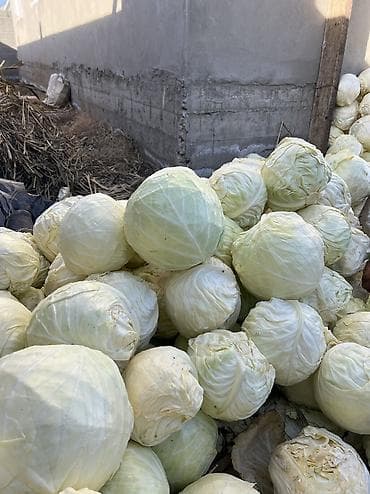 Мөмө-жемиштер: Капуста Ак капуста, Дүңүнөн — 5