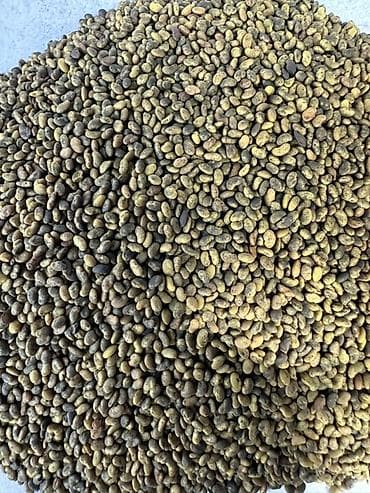 чеснок каракол: Семена: Люцерна элита 99% всхожесть, 100%чистый, высоко урожайный — 1