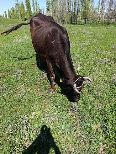 ит базар бишкек: Сатам | Уй (ургаачы) | Аргын | Көбөйтүү үчүн | Байланган — 1