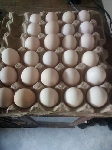 улей для пчел: Инкубационные куриные яйца Порода: Плимутрок Фотографии прилагаются — 1