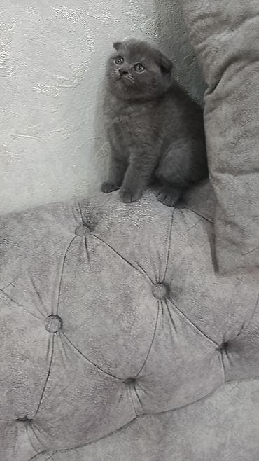 кошка британец: Скотиш Страйт (Шотландская прямоухая), 1 месяц, Девочка, Голубой, Приучена к лотку — 2