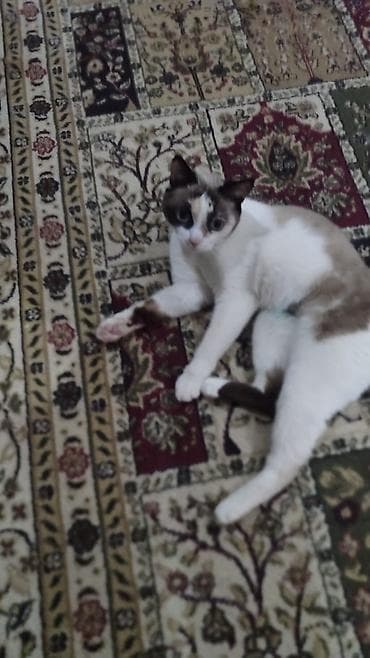 кошка рыжая: Более 5 лет, Девочка, Кастрирована — 1